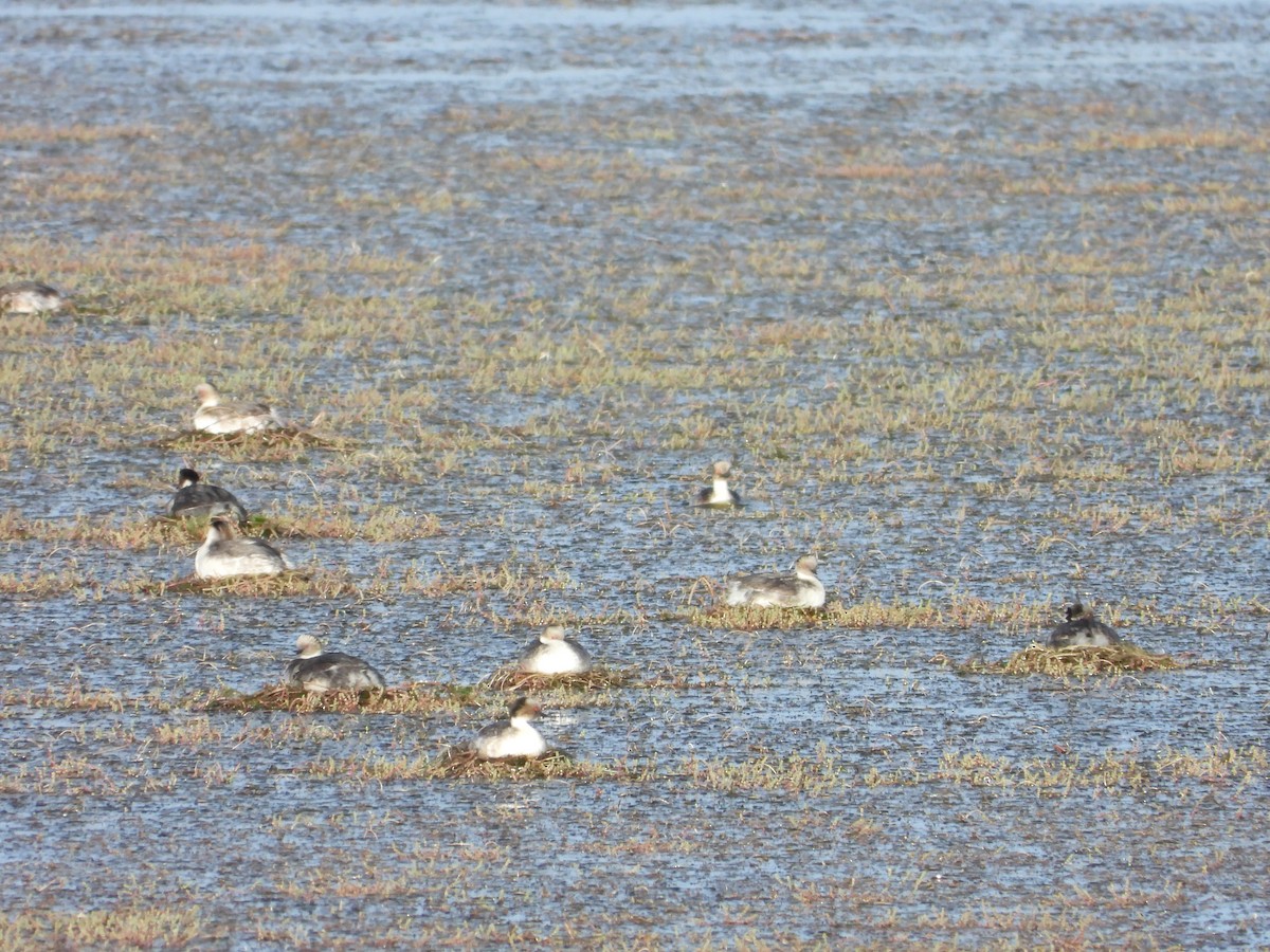 Silvery Grebe - ML647046552