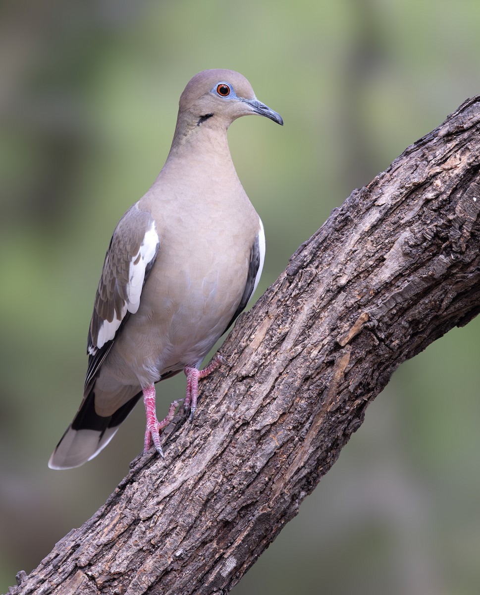 White-winged Dove - ML647046555