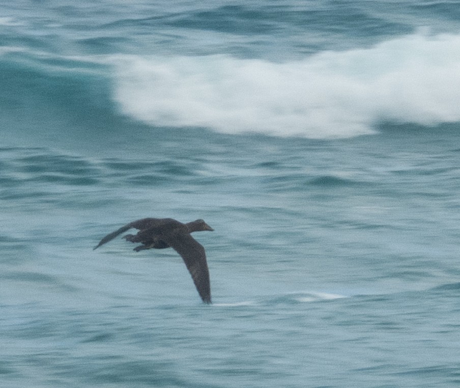Common Eider - Mark Penkower