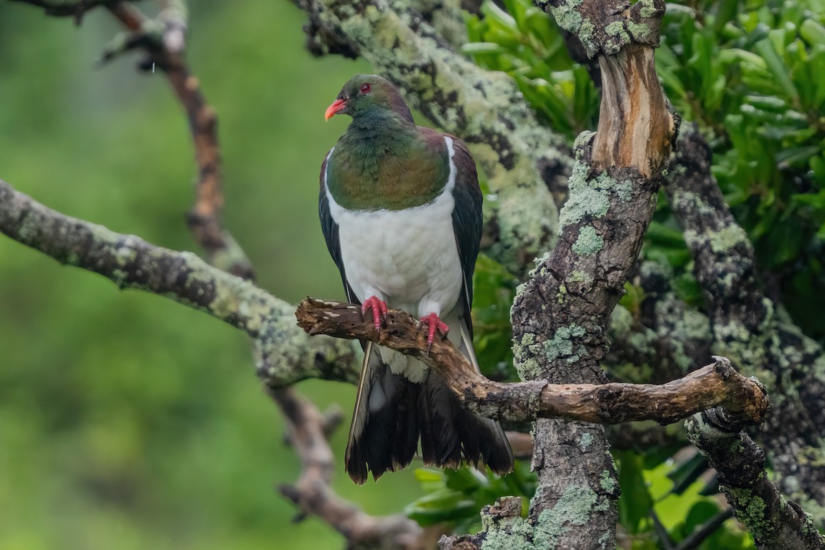 New Zealand Pigeon - ML647046571