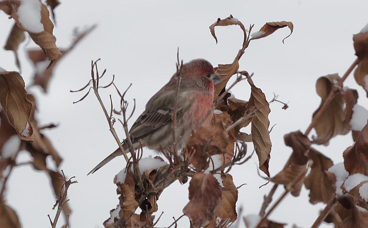 メキシコマシコ - ML647046572