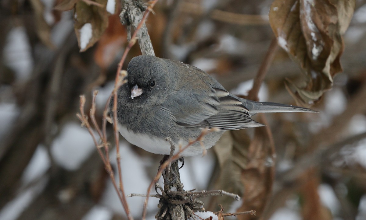 ユキヒメドリ - ML647046580