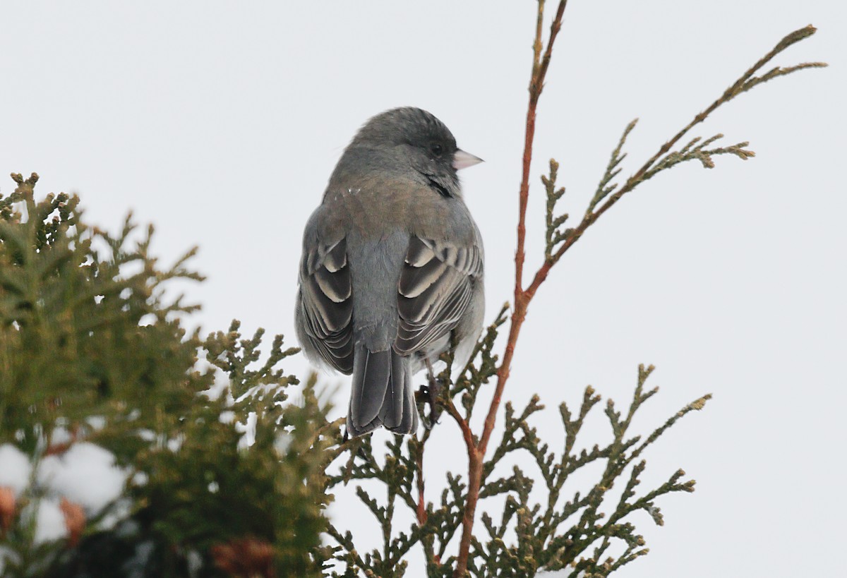 ユキヒメドリ - ML647046585