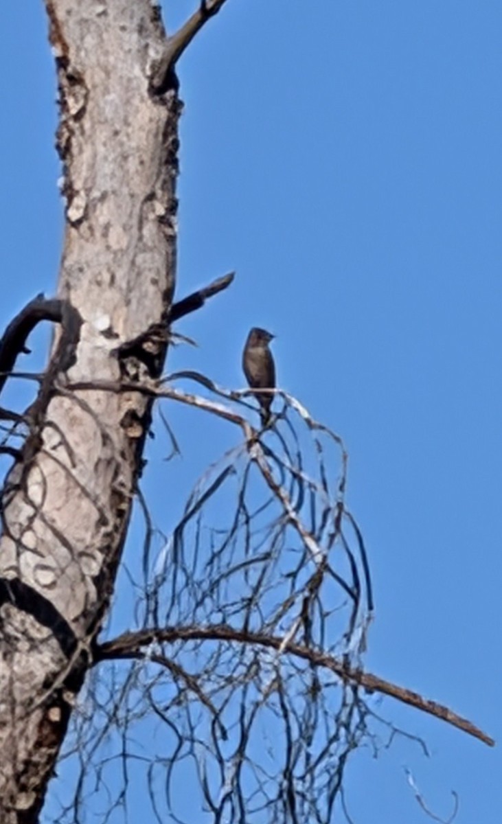Western/Eastern Wood-Pewee - ML647046587