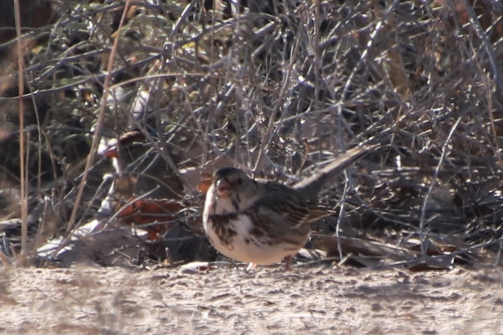 granspurv - ML647046588