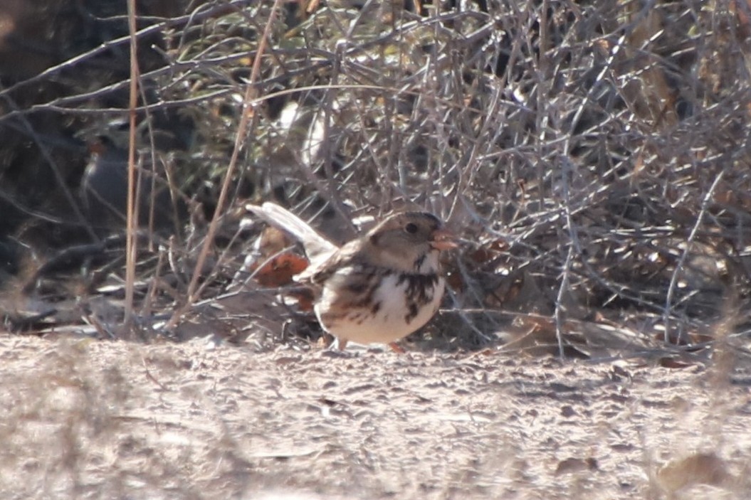 granspurv - ML647046589