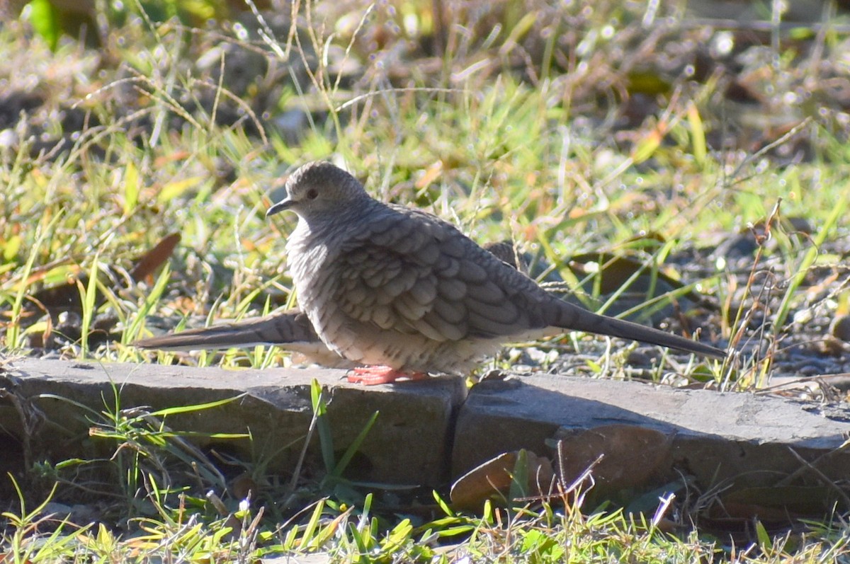 holoubek mexický - ML647046598