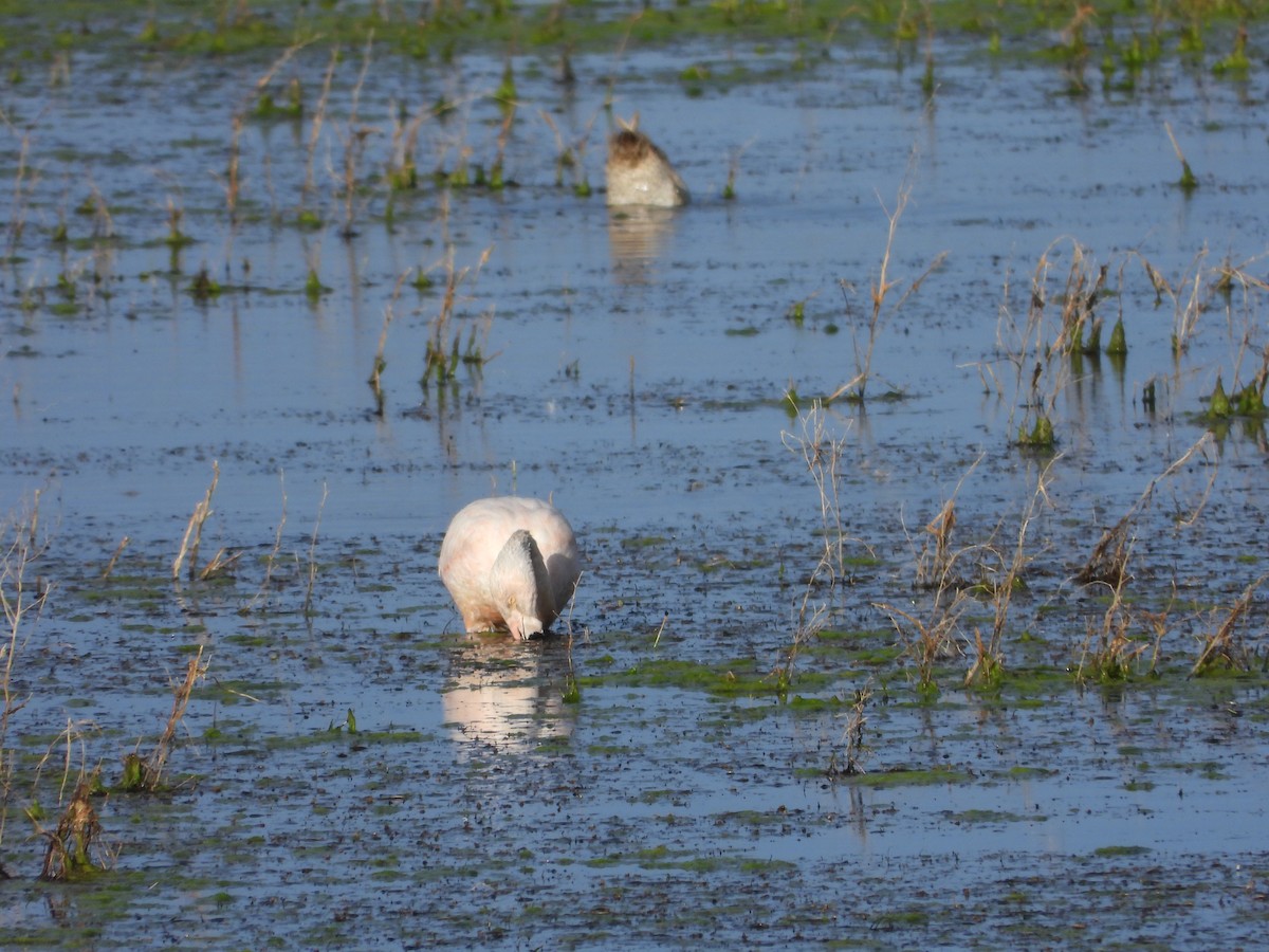 Chilean Flamingo - ML647046599