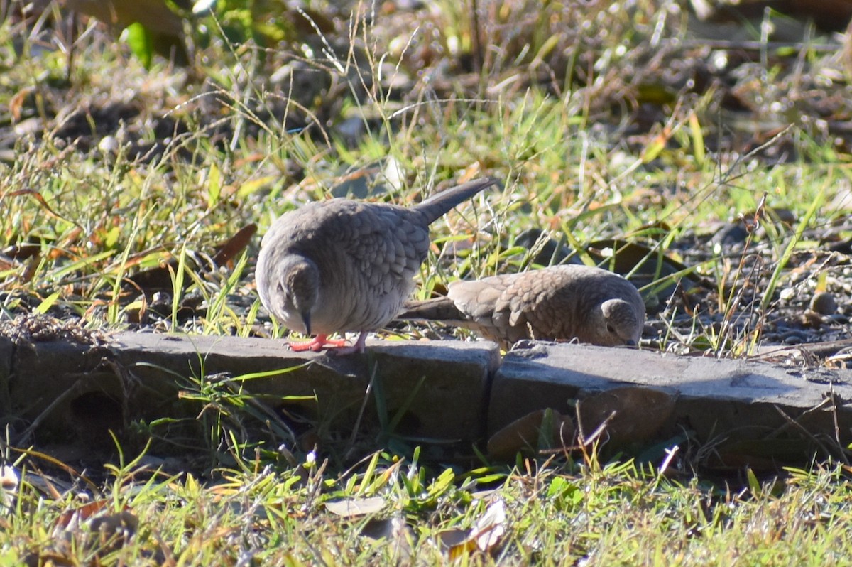 holoubek mexický - ML647046602