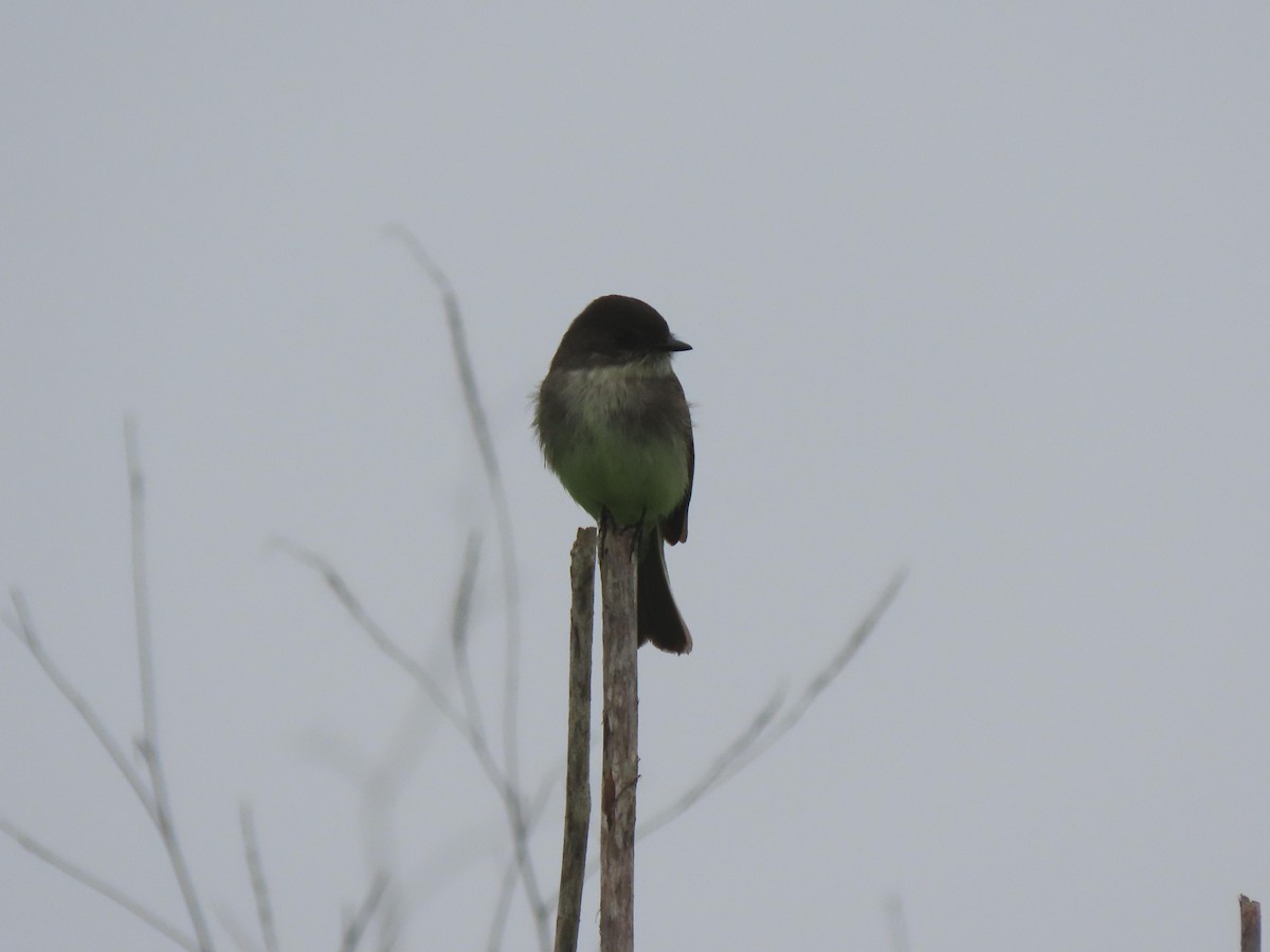 Eastern Phoebe - ML647046611