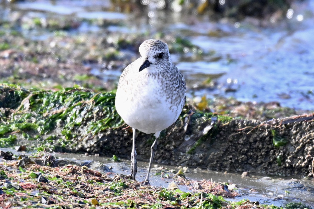 Black-bellied Plover - ML647046618