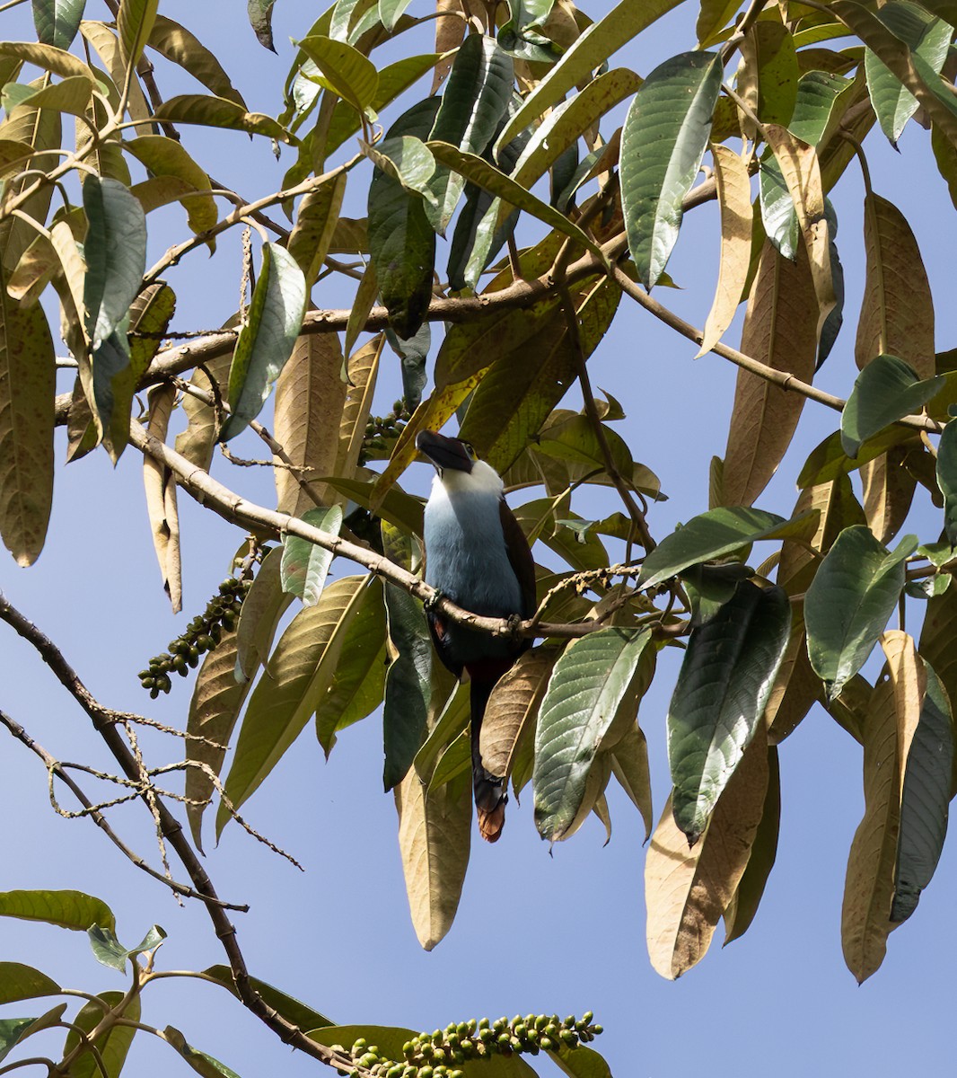 Black-billed Mountain-Toucan - ML647046621