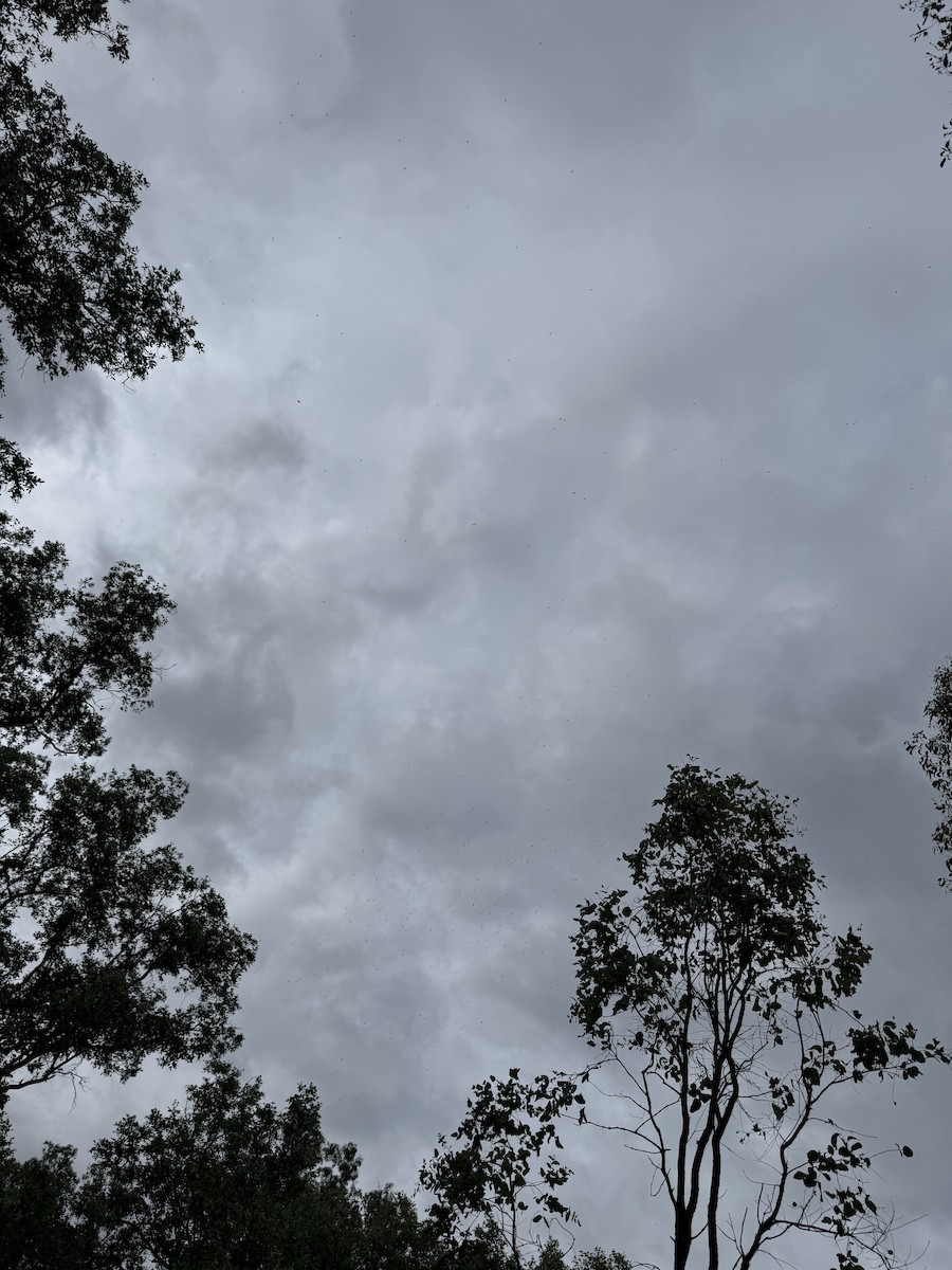 White-throated Needletail - ML647046624