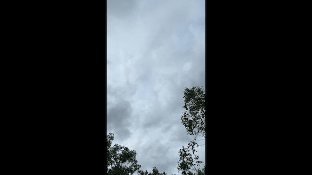 White-throated Needletail - ML647046625