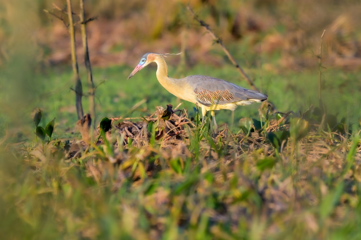Whistling Heron - ML647046627