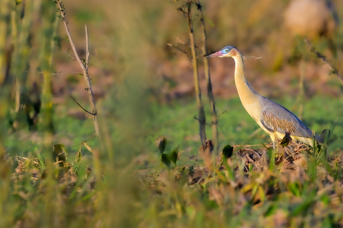 Whistling Heron - ML647046628