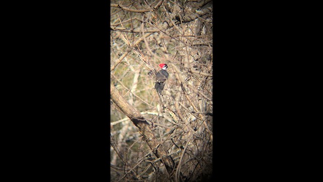 Pileated Woodpecker - ML647046632