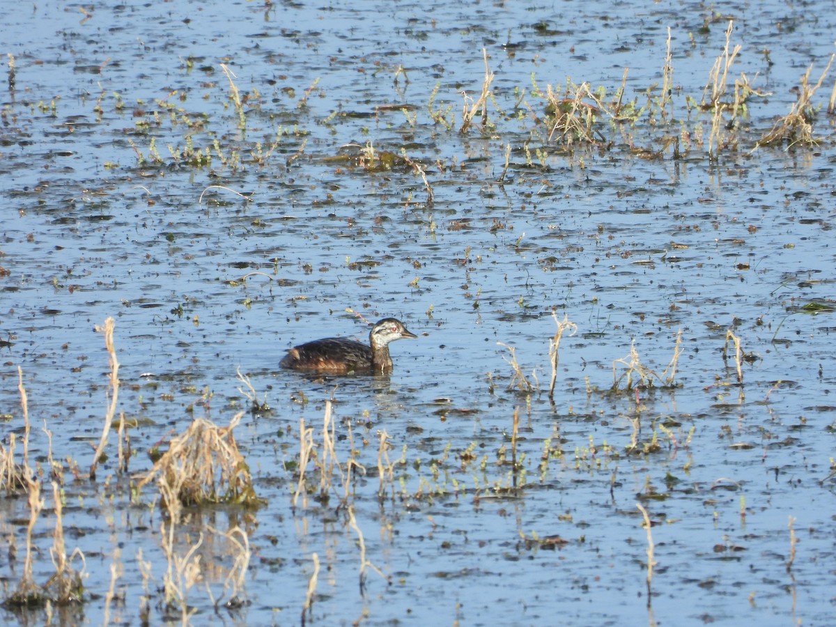 White-tufted Grebe - ML647046642