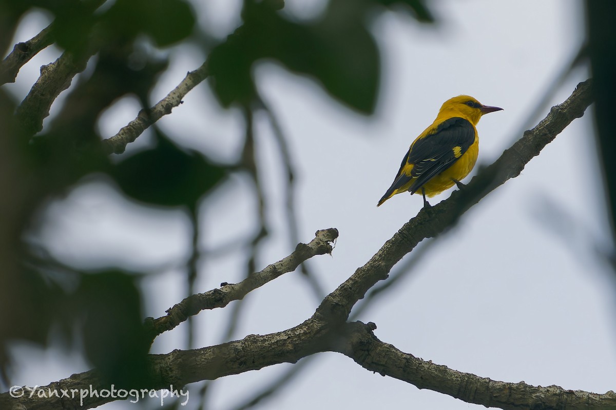Eurasian Golden Oriole - ML647046644