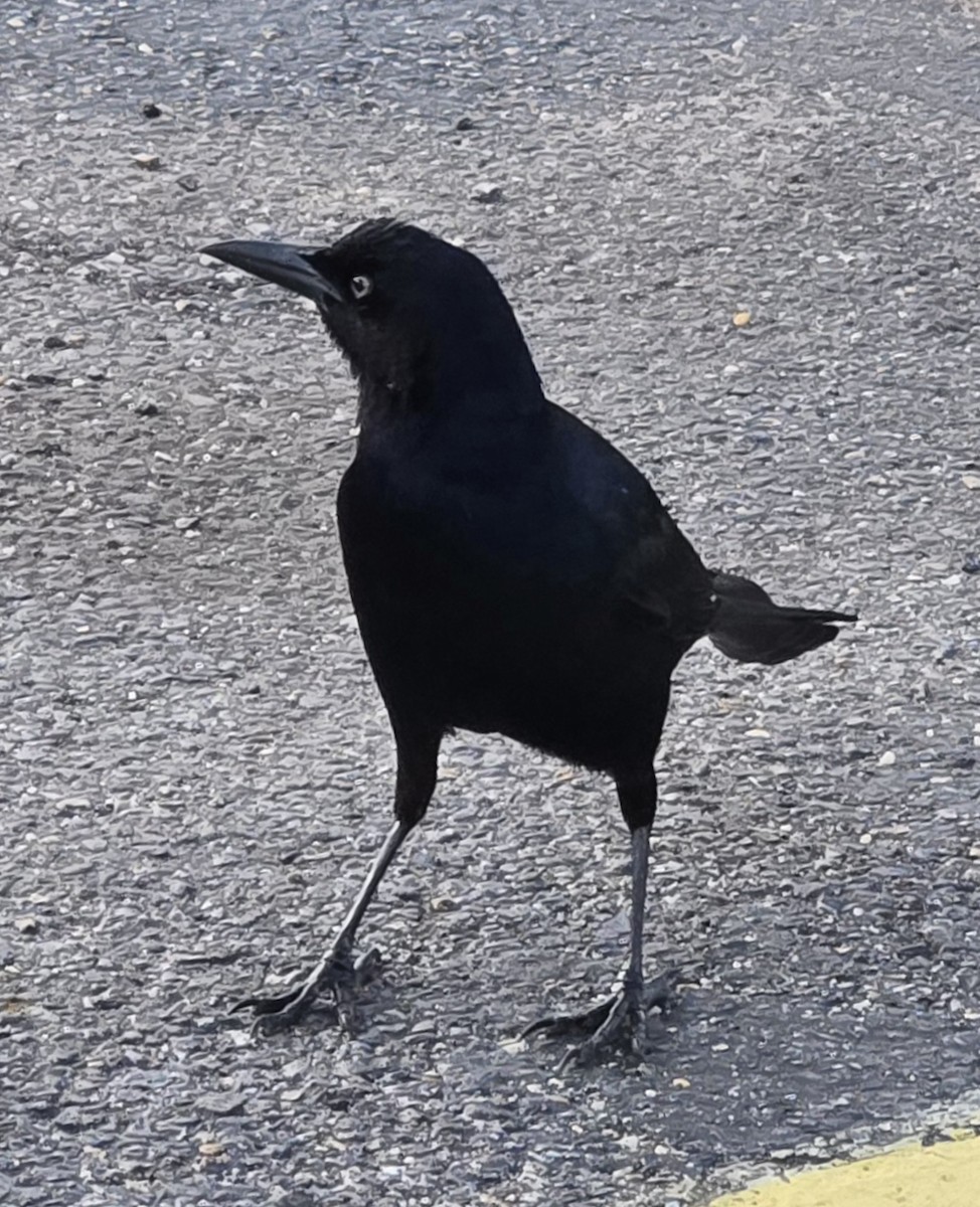 キタオナガクロムクドリモドキ - ML647046651