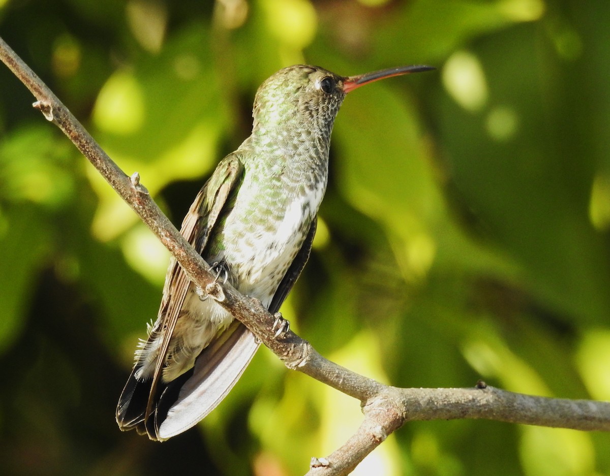 Glittering-throated Emerald - ML647046653