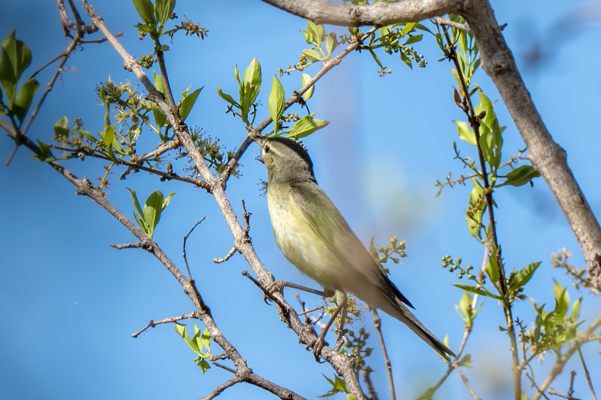 עלווית אפורה - ML647046655