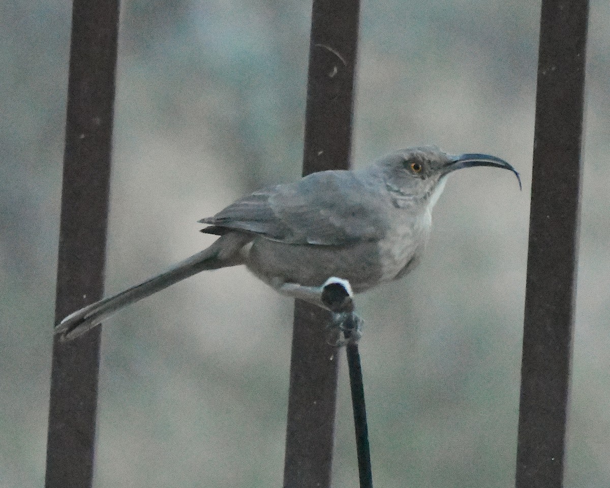 Curve-billed Thrasher - ML647046658
