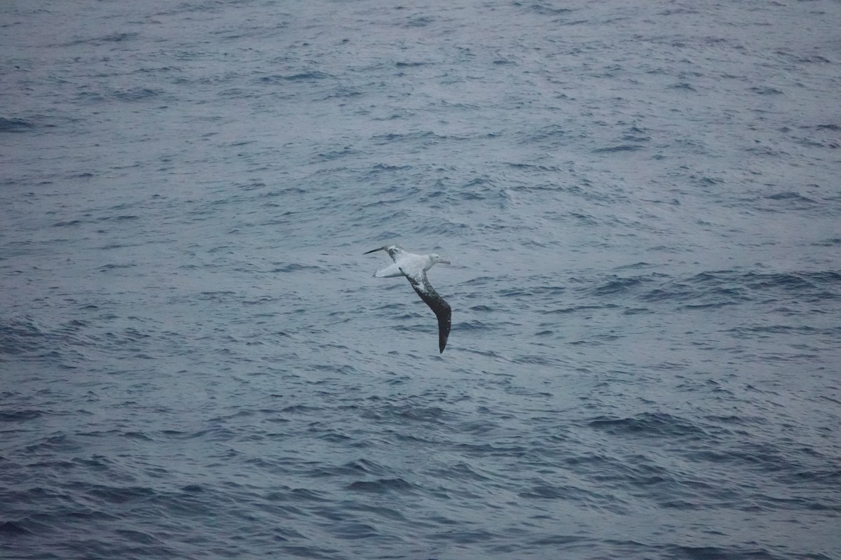 Snowy Albatross - ML647046666