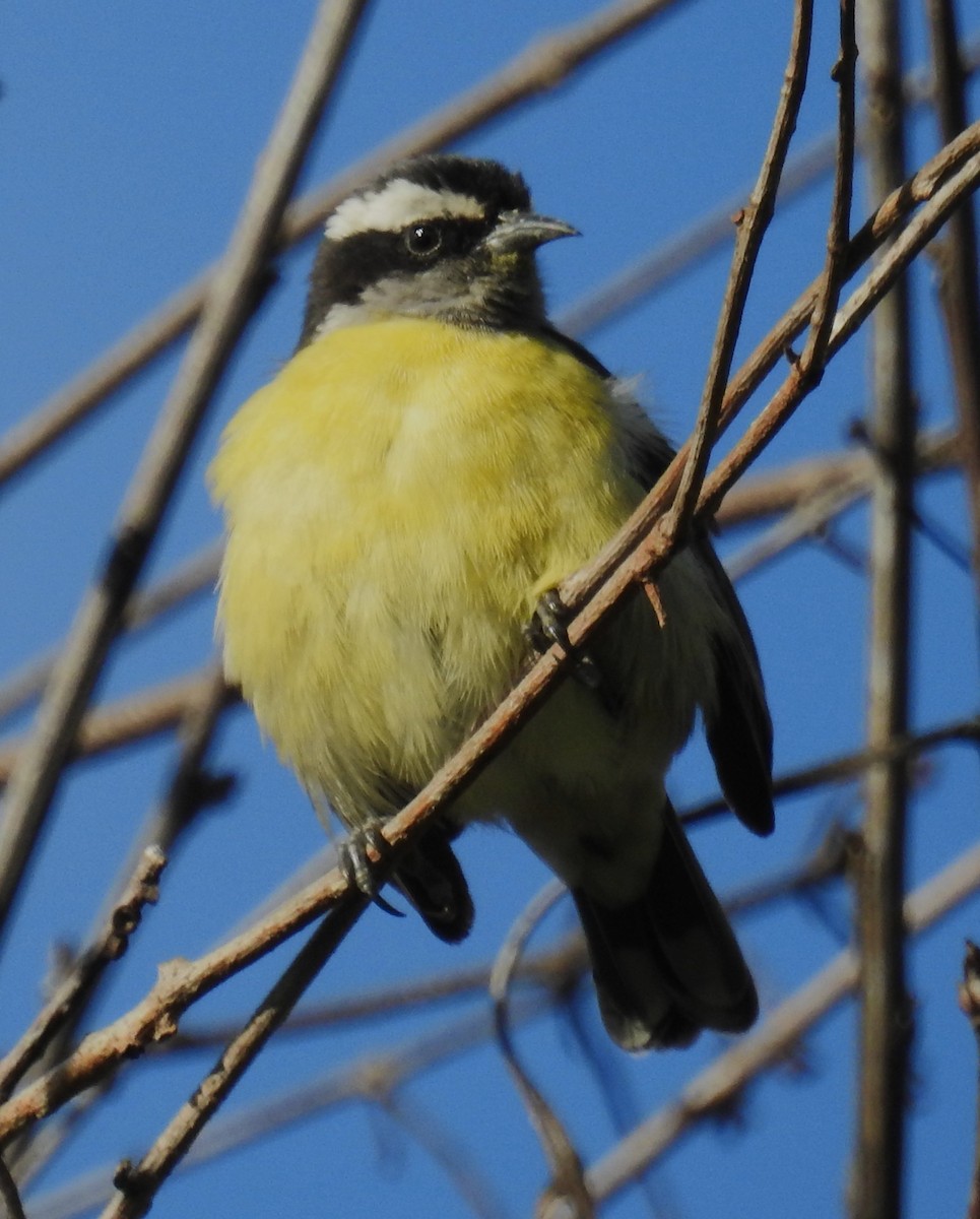 Bananaquit - ML647046675