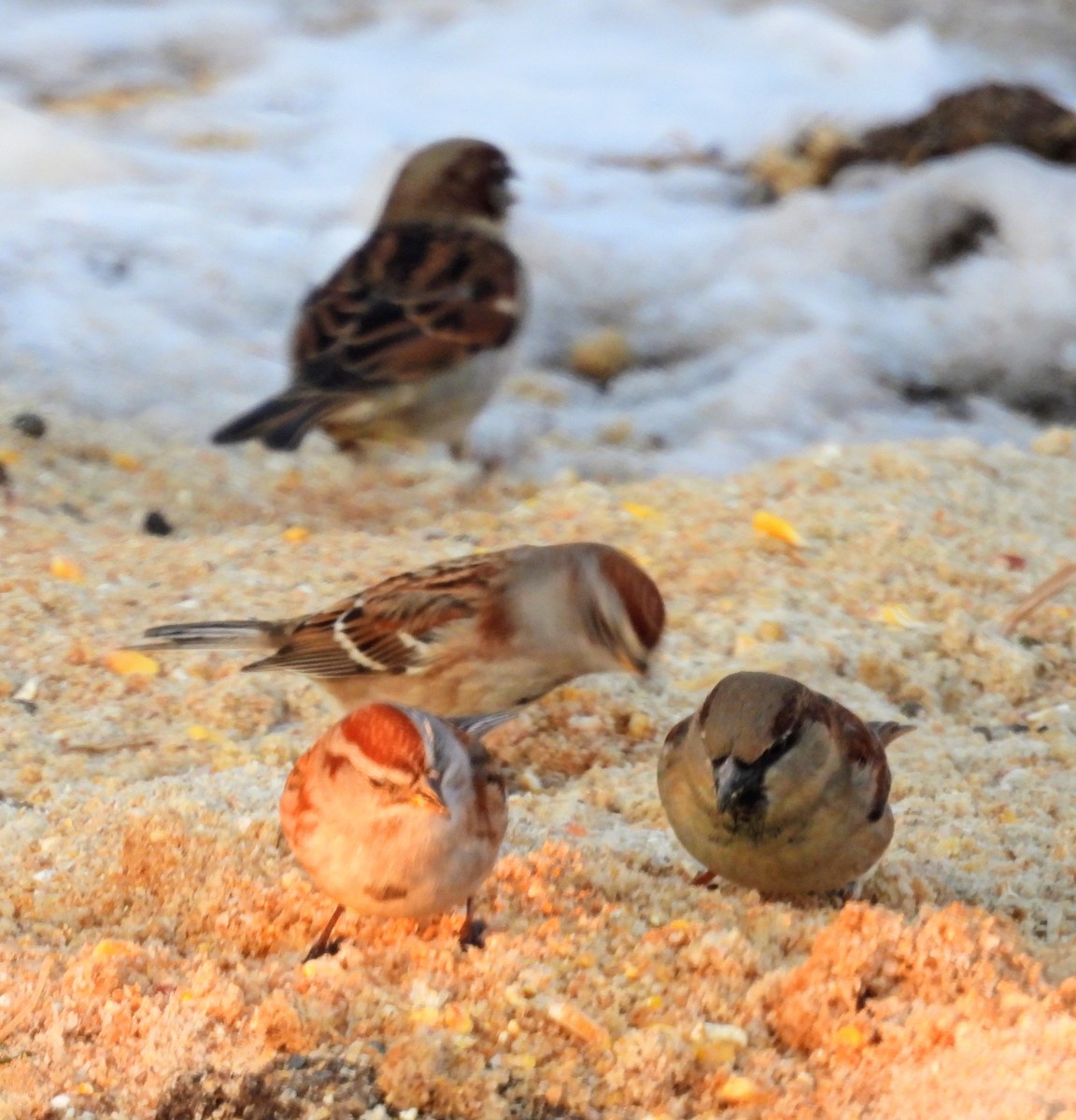 Hudson Körfezi Serçesi - ML647046676