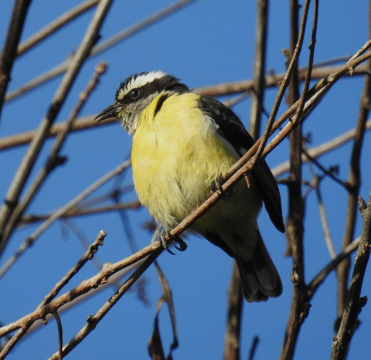 Bananaquit - ML647046677