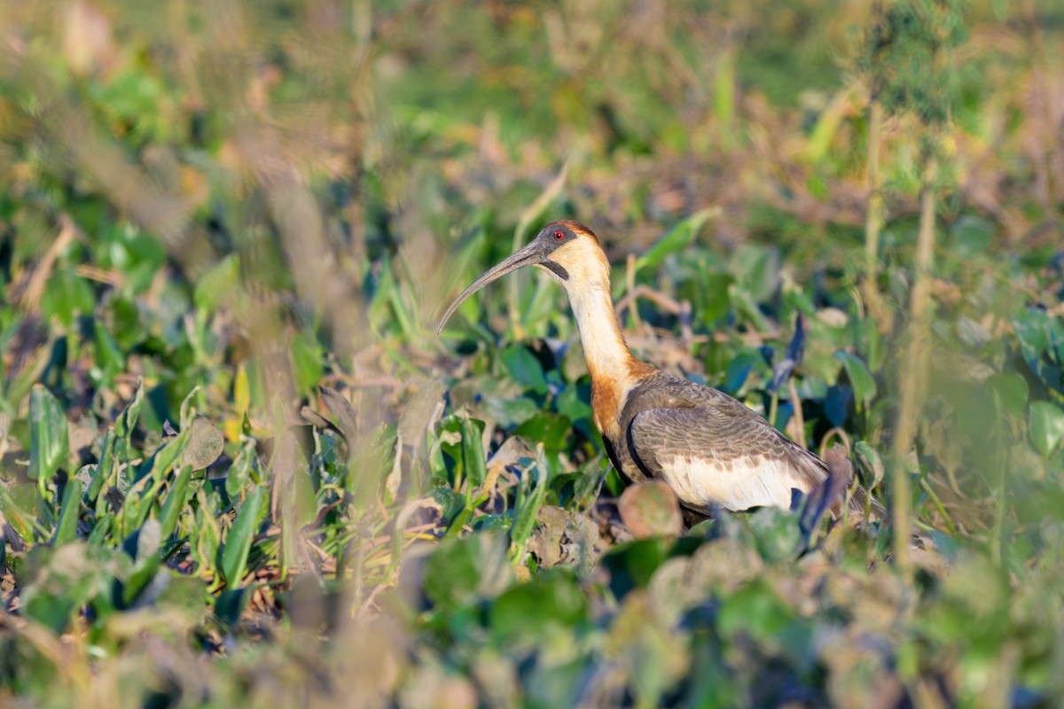 gulhalsibis - ML647046678