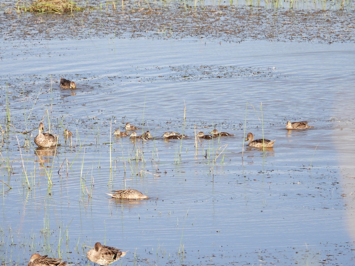 Yellow-billed Pintail - ML647046680