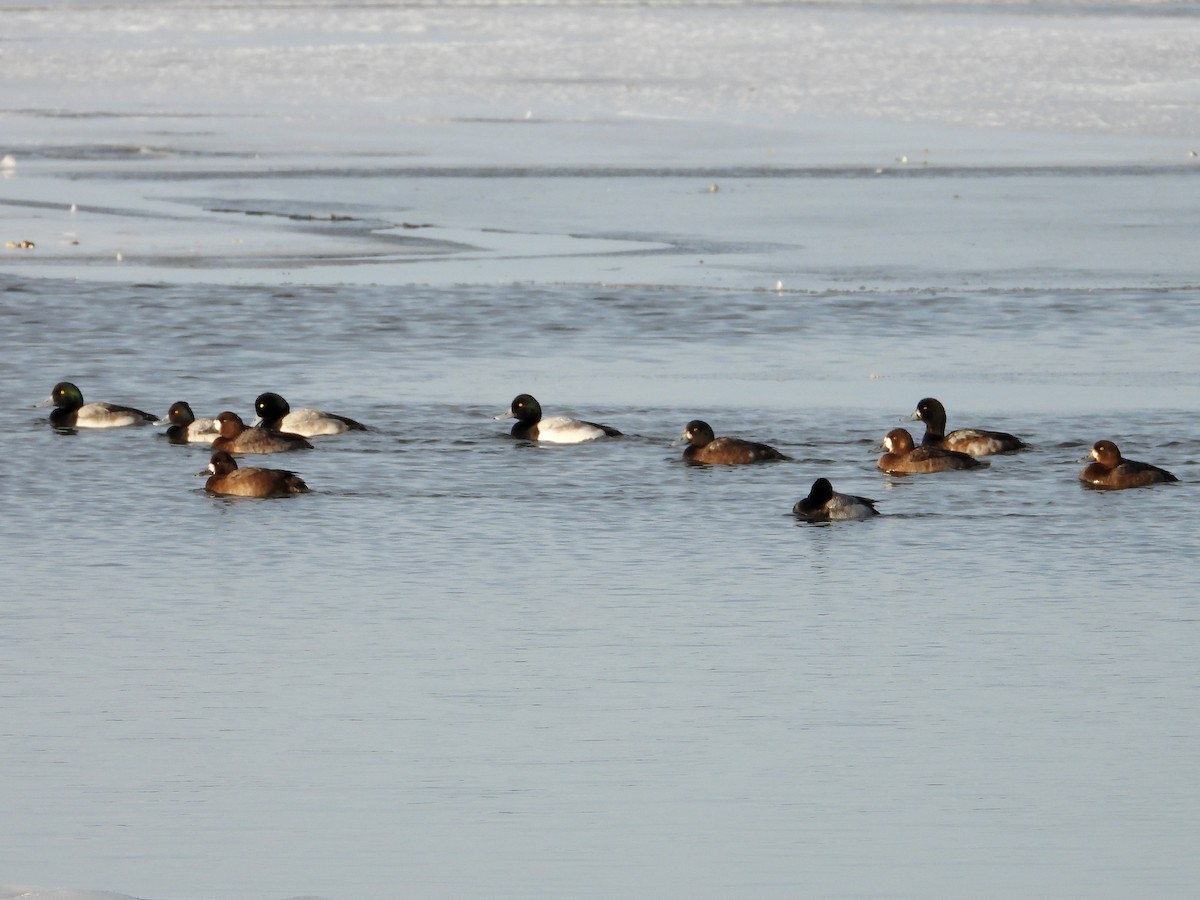 Greater Scaup - ML647046682