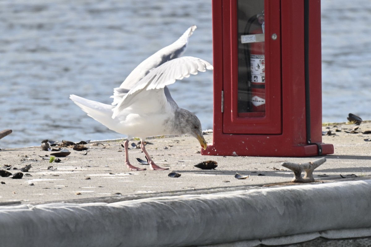 Glaucous-winged Gull - ML647046686