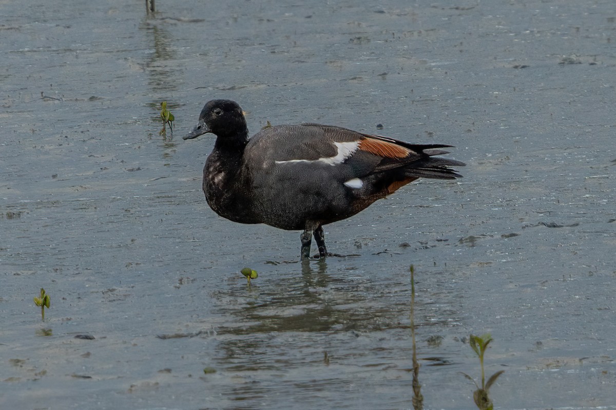 Tarro Maorí - ML647046692