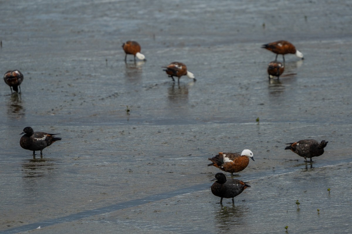 Tarro Maorí - ML647046693