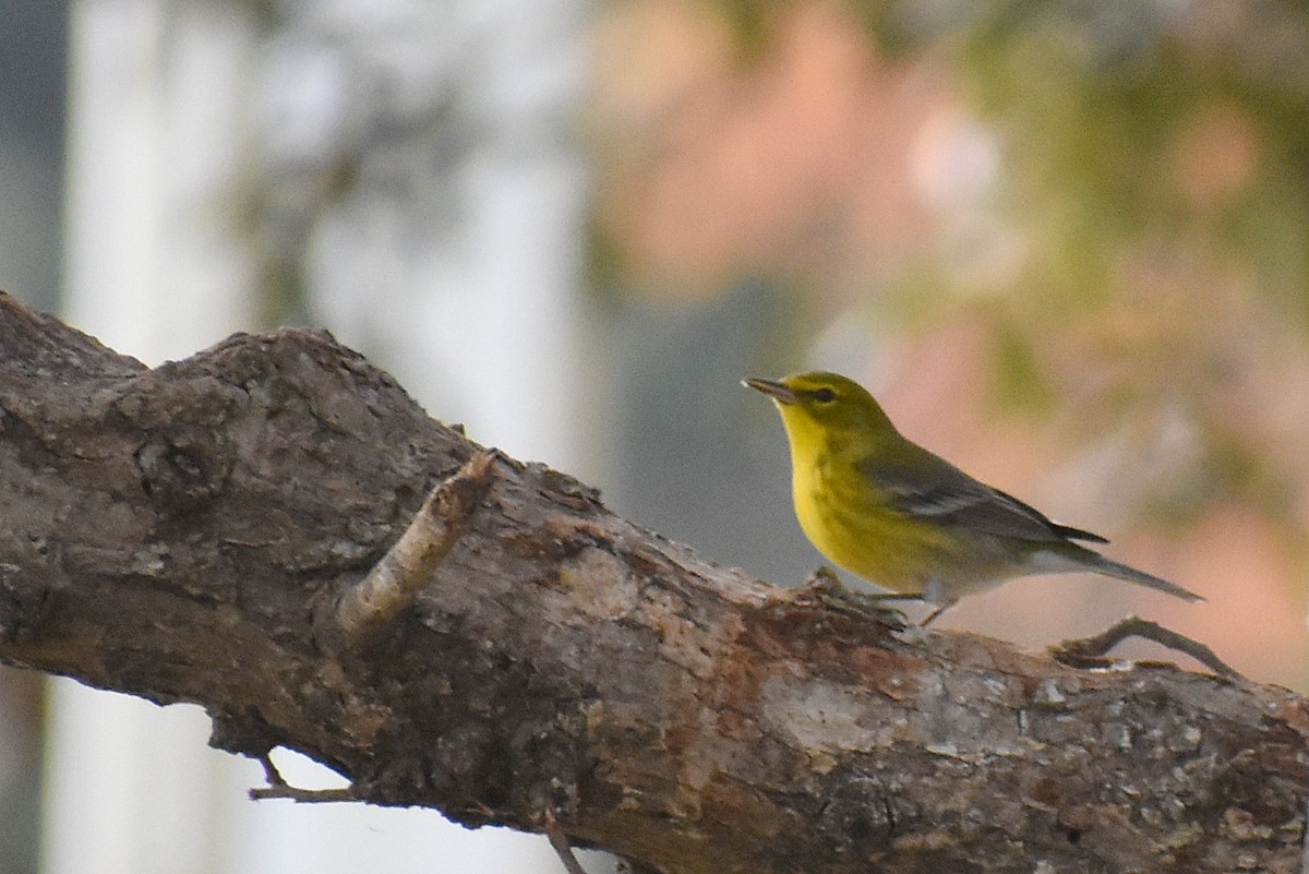 סבכון אורנים - ML647046694