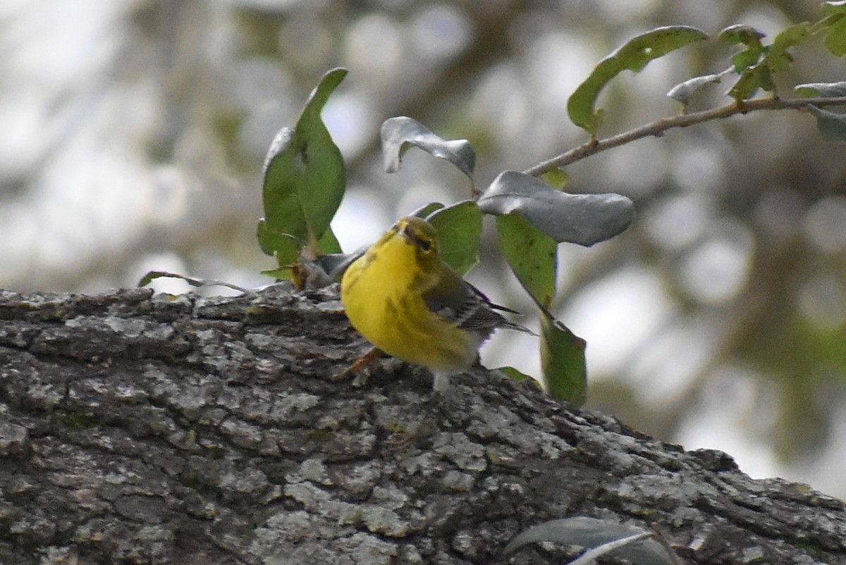 סבכון אורנים - ML647046706