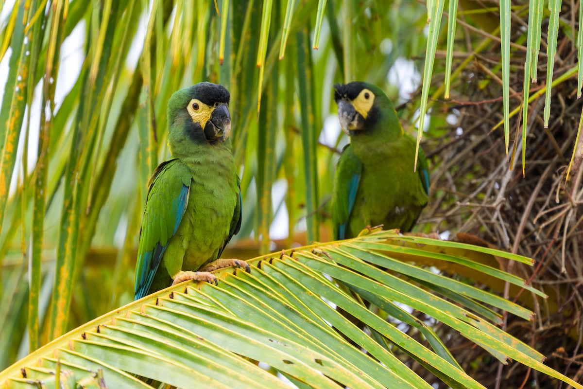 Yellow-collared Macaw - ML647046708