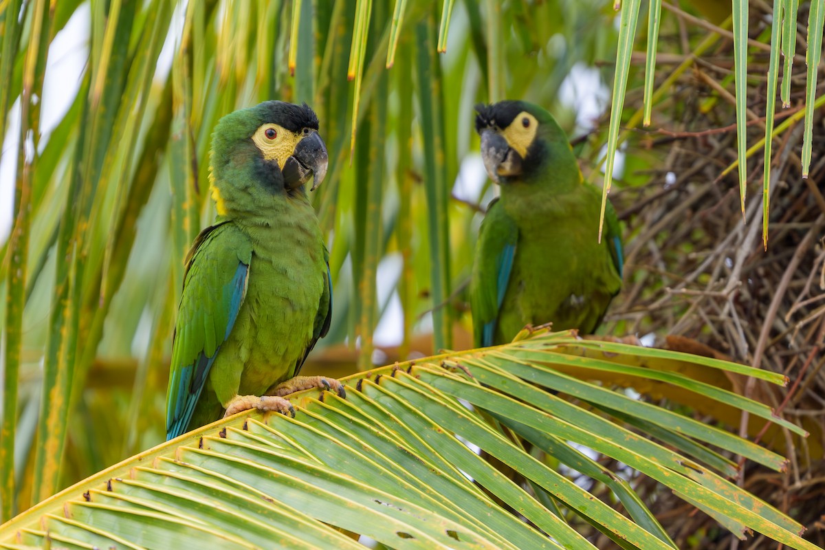 Yellow-collared Macaw - ML647046709