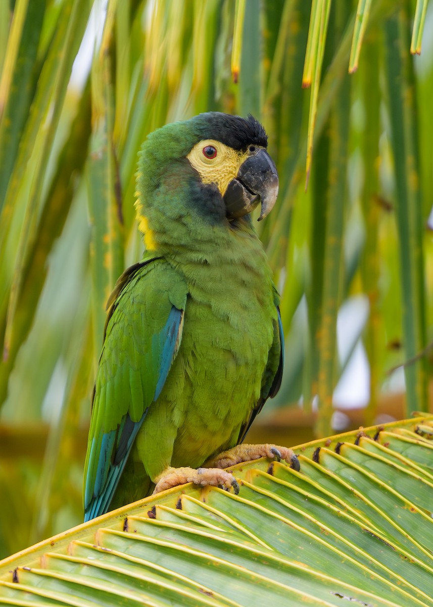 Yellow-collared Macaw - ML647046710