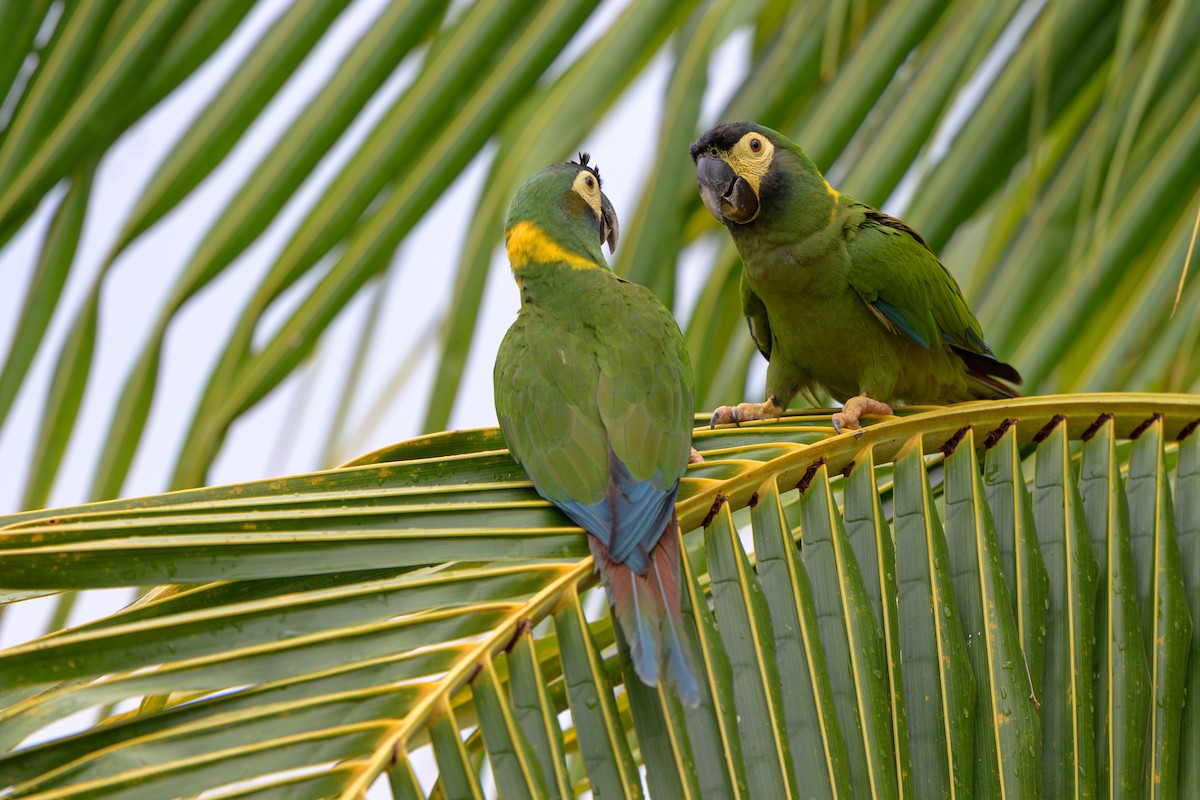 Yellow-collared Macaw - ML647046711