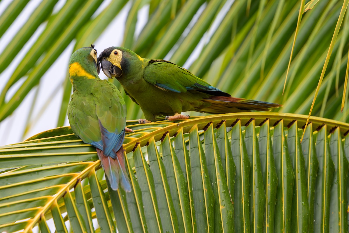 Yellow-collared Macaw - ML647046712