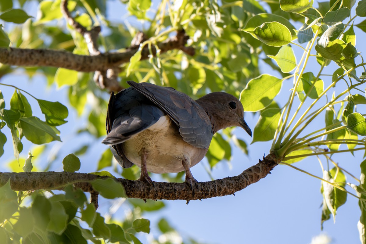 ワライバト - ML647046723