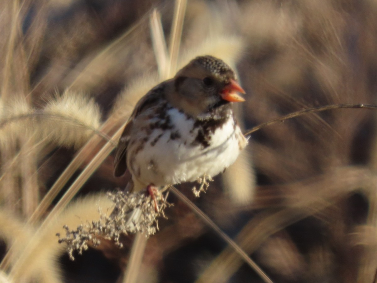 granspurv - ML647046741