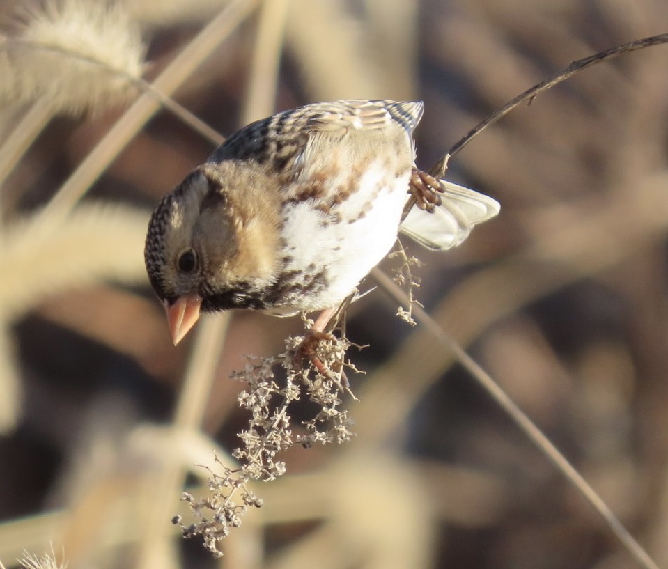 granspurv - ML647046742