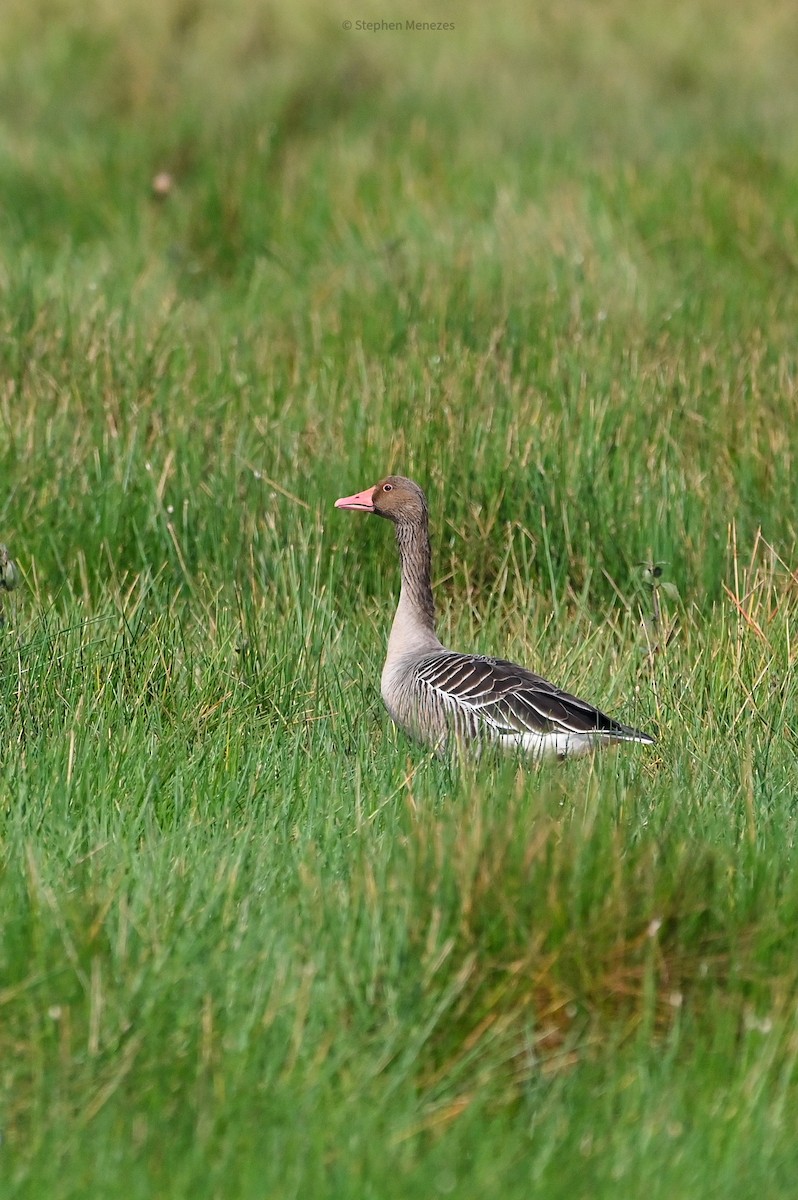 Graylag Goose - ML647046750