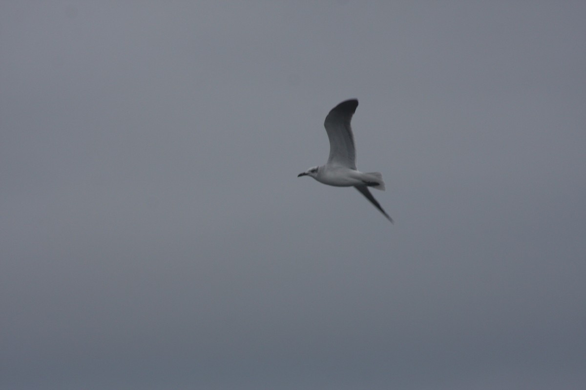 ワライカモメ - ML647046756