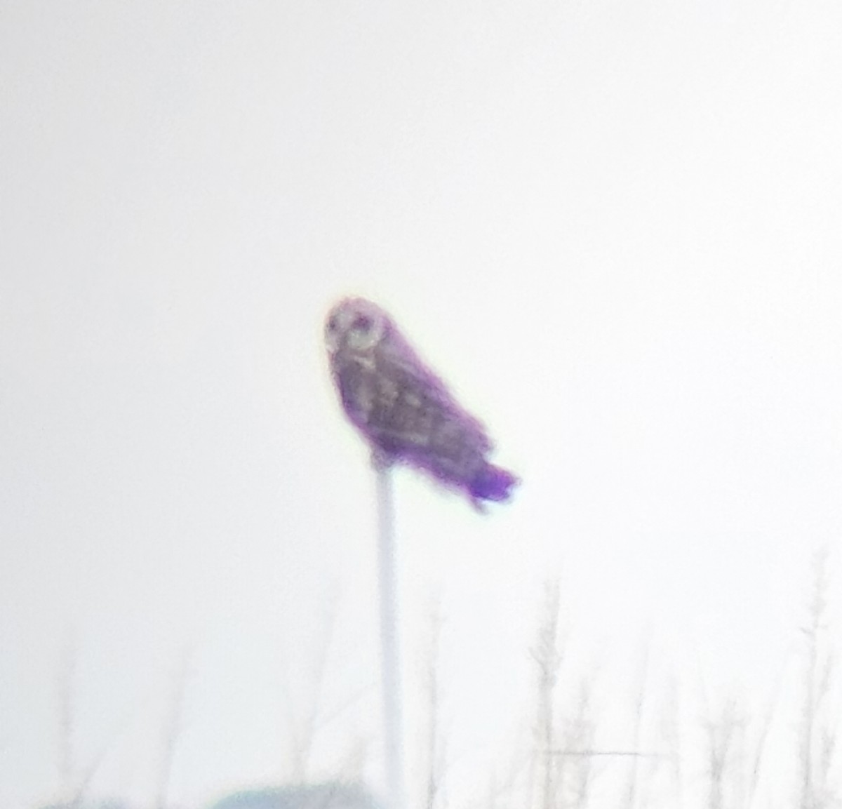 Short-eared Owl - ML647046758